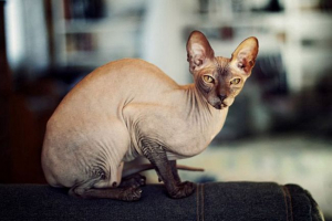 Canadian sphinx: лесно ли е да живеем без „дрехи“ Canadian sphinx: лесно ли е да живеем без „дрехи“